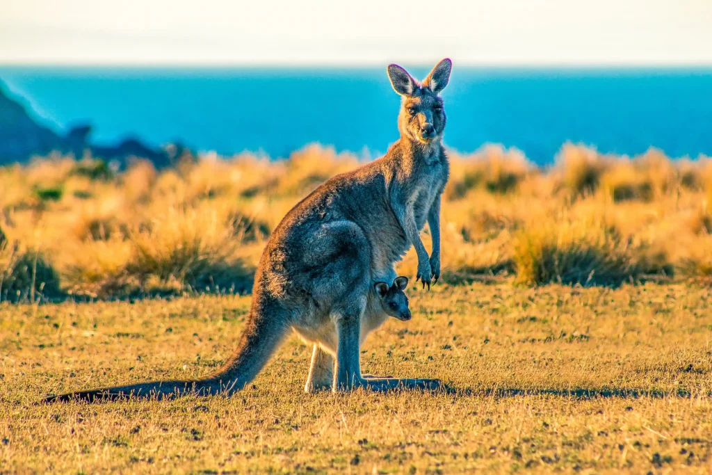 Kangaroo Has Two Feet but Can't Walk