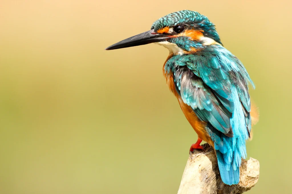 Kingfisher Has Two Feet but Can't Walk